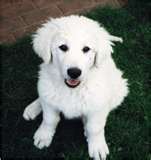 Kuvasz dog graphics