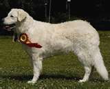 Kuvasz dog graphics