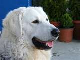 Kuvasz dog graphics