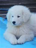Kuvasz dog graphics