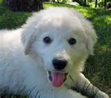 Kuvasz