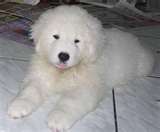 Kuvasz dog graphics