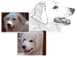 Kuvasz dog graphics