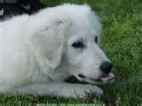 Kuvasz dog graphics