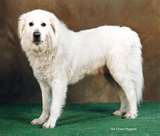 Kuvasz dog graphics
