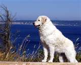 Kuvasz dog graphics