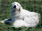 Kuvasz