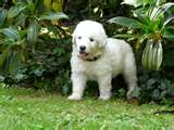 Kuvasz dog graphics