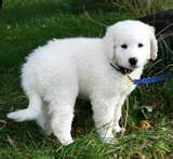 Kuvasz dog graphics