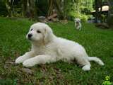 Kuvasz dog graphics