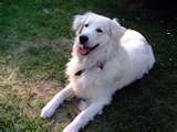 Kuvasz dog graphics