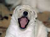 Kuvasz dog graphics