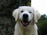 Kuvasz dog graphics