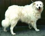 Kuvasz dog graphics