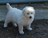 Kuvasz dog graphics