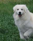 Kuvasz dog graphics