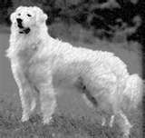 Kuvasz dog graphics