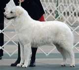 Kuvasz dog graphics