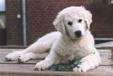 Kuvasz dog graphics