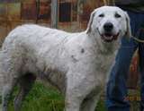 Kuvasz