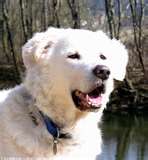 Kuvasz