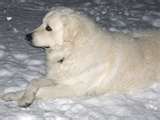 Kuvasz dog graphics