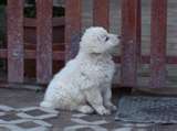 Kuvasz dog graphics