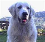 Kuvasz dog graphics