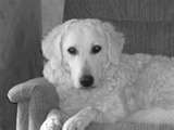 Kuvasz dog graphics