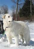 Kuvasz dog graphics