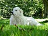 Kuvasz dog graphics