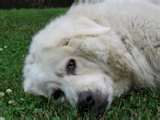 Kuvasz dog graphics