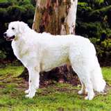 Kuvasz dog graphics