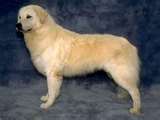 Kuvasz dog graphics