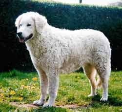 Kuvasz dog graphics