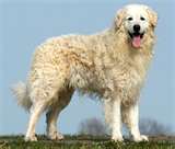 Kuvasz dog graphics