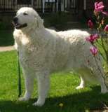 Kuvasz dog graphics