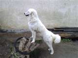 Kuvasz dog graphics