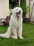 Kuvasz dog graphics