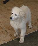 Kuvasz dog graphics