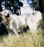 Kuvasz dog graphics