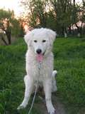 Kuvasz