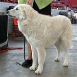 Kuvasz dog graphics