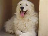 Kuvasz dog graphics