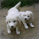 Kuvasz dog graphics