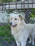 Kuvasz dog graphics