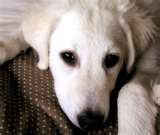 Kuvasz dog graphics