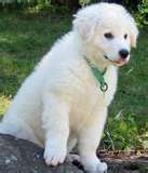 Kuvasz