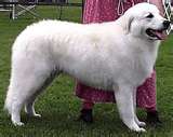 Kuvasz dog graphics