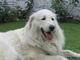 Kuvasz dog graphics